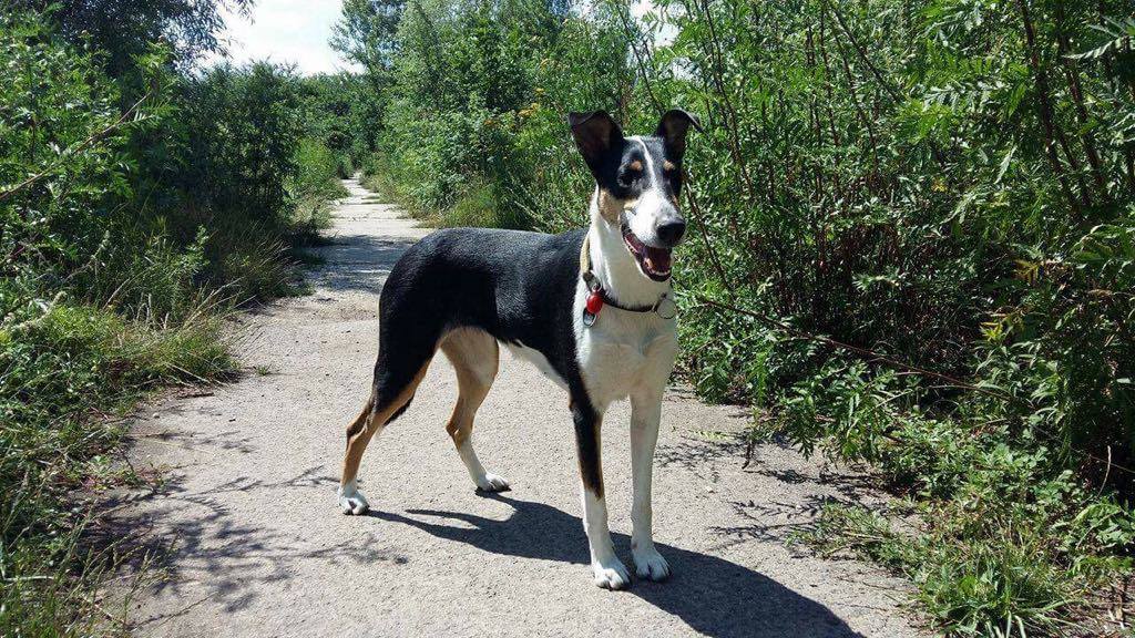 Allegria Daff Fun dog